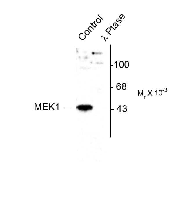 Polyclonal Rabbit anti-Human MAP2K1 / MKK1 / MEK1 Antibody (phospho-Thr386, WB)