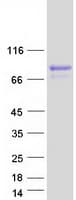 Human CRTC1 / MECT1 / TORC1 Protein (Recombinant Myc-DDK (Flag))