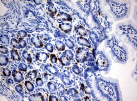 BrdU Antibody (clone 3A4)