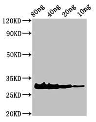 Polyclonal Rabbit anti-Calloselasma rhodostoma SLYA Antibody (WB)