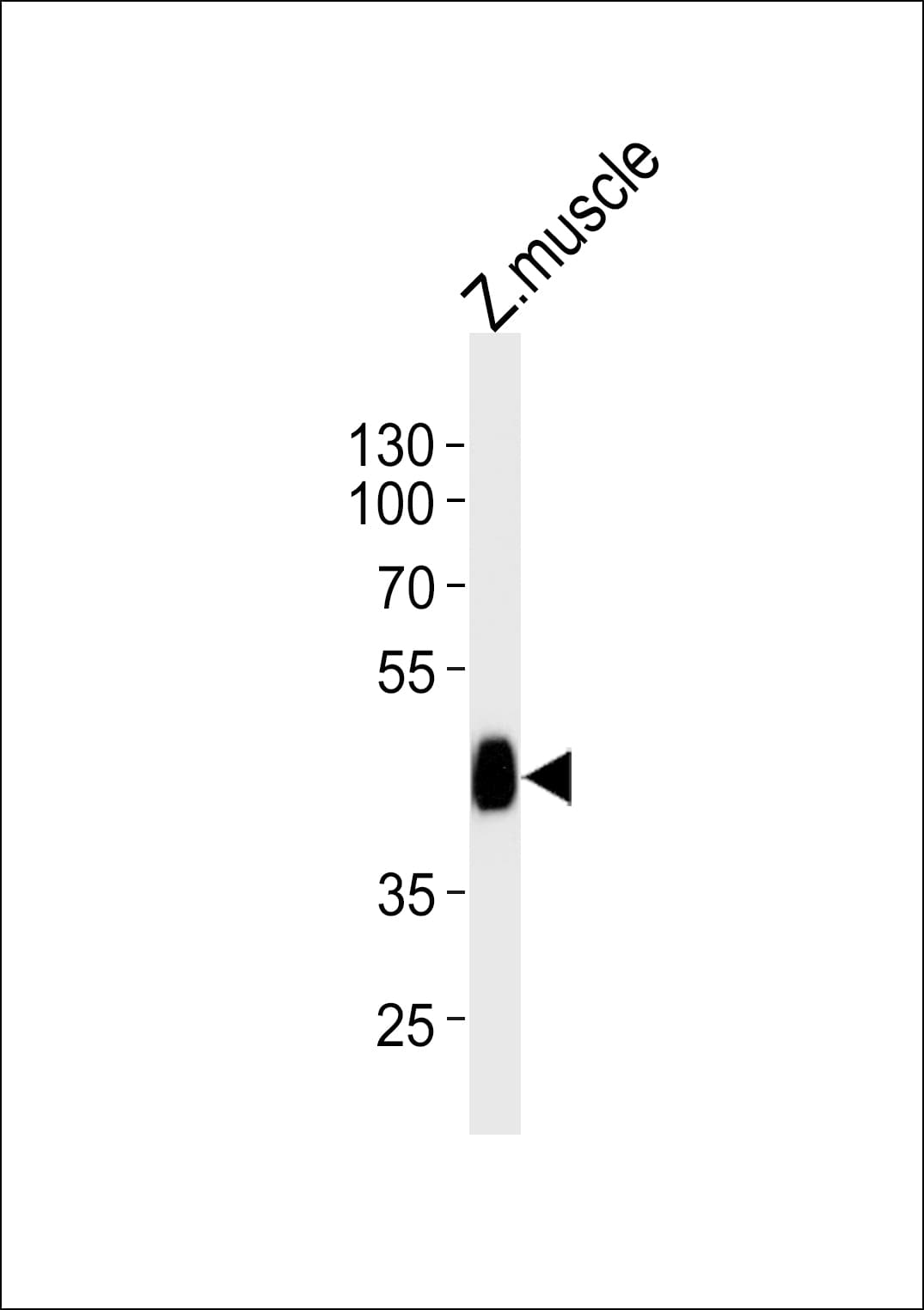 ldb1a Antibody (aa336-368)