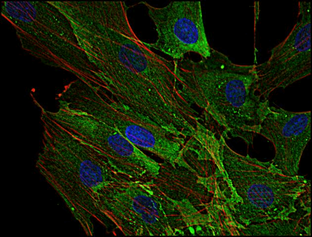 AHNAK Antibody (clone EM-09)