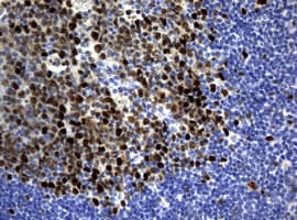 PCNA Antibody (clone OTI8C12)