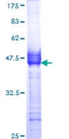 Human CHRM2 / M2 Protein (Recombinant GST, N-terminus)