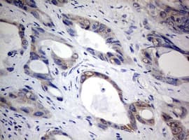 TIA-1 Antibody (clone OTI1D7)