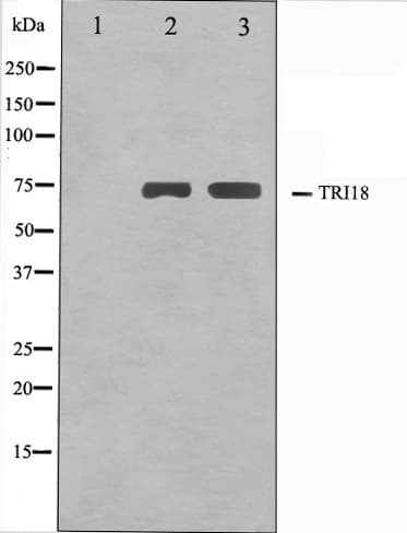 MID1 Antibody