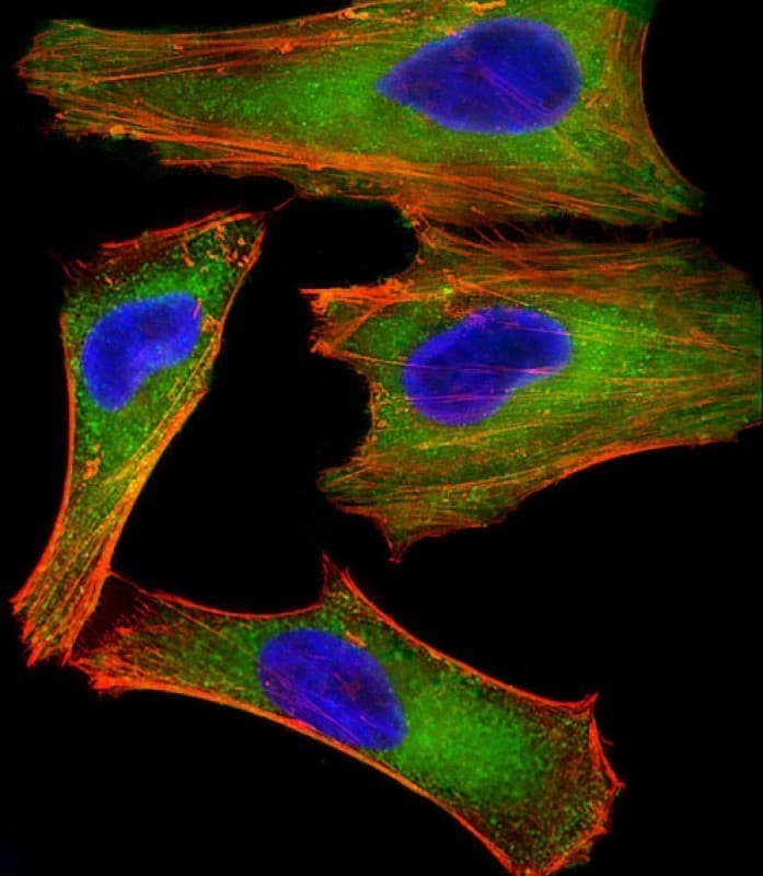 XIAP Antibody (clone 1020CT7.2.2)