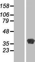 BPNT1 Protein (Over-Expression Lysate Myc-DDK (Flag))