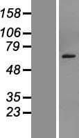 SEMG2 Protein (Over-Expression Lysate Myc-DDK (Flag))