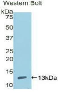 ENO1 / Alpha Enolase Antibody