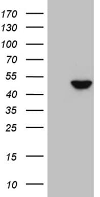DUSP5 Antibody (aa125-384, clone OTI5D10)