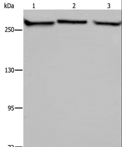 FLNA / Filamin A Antibody