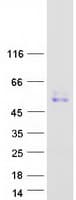 Human CPSF6 Protein (Recombinant Myc-DDK (Flag))