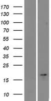 C22orf24 Protein (Over-Expression Lysate Myc-DDK (Flag))