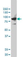 SH2D3C / NSP3 Antibody (clone 3B2)