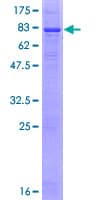 Human PLD3 / Phospholipase D3 Protein (Recombinant GST)