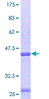 Human HSPA4 / APG-2 Protein (Recombinant GST)