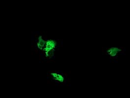NEK11 Antibody (clone OTI5D9, Carrier-free)