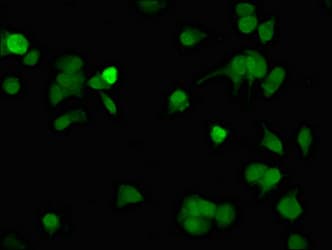 TUBD1 / Tubulin Delta Antibody