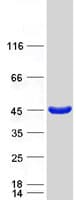 Human HAUS7 Protein (Recombinant Myc-DDK (Flag))