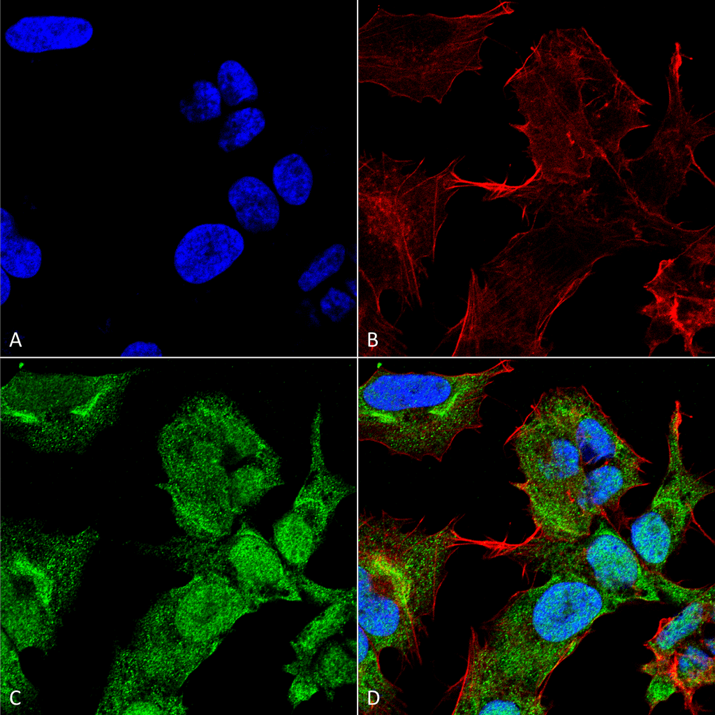 GABARAPL2 / ATG8 Antibody (Biotin)