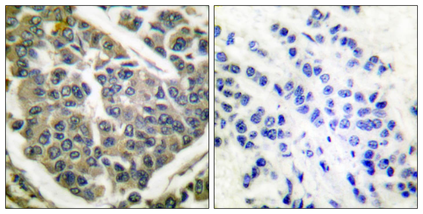 Collagen IV Antibody (aa11-60)