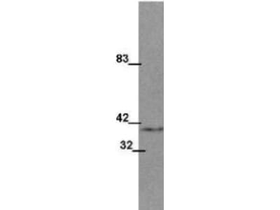 Monoclonal Mouse anti-Human WNT1 Antibody (clone 13F9, Internal, WB)