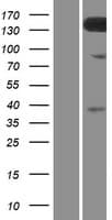 TMEM132C Protein (Over-Expression Lysate Myc-DDK (Flag))
