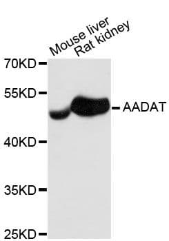 KATII / AADAT Antibody