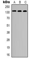Polyclonal Rabbit anti-Human CEP135 Antibody (C-Terminus, IHC, WB)