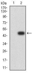 AGR2 Antibody (clone 7H2H7)