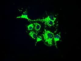 FAHD2A Antibody (clone OTI5A7)