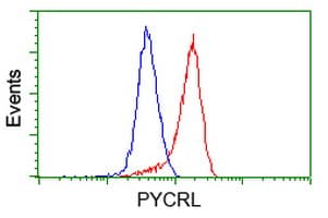 PYCRL Antibody (clone OTI8H6)