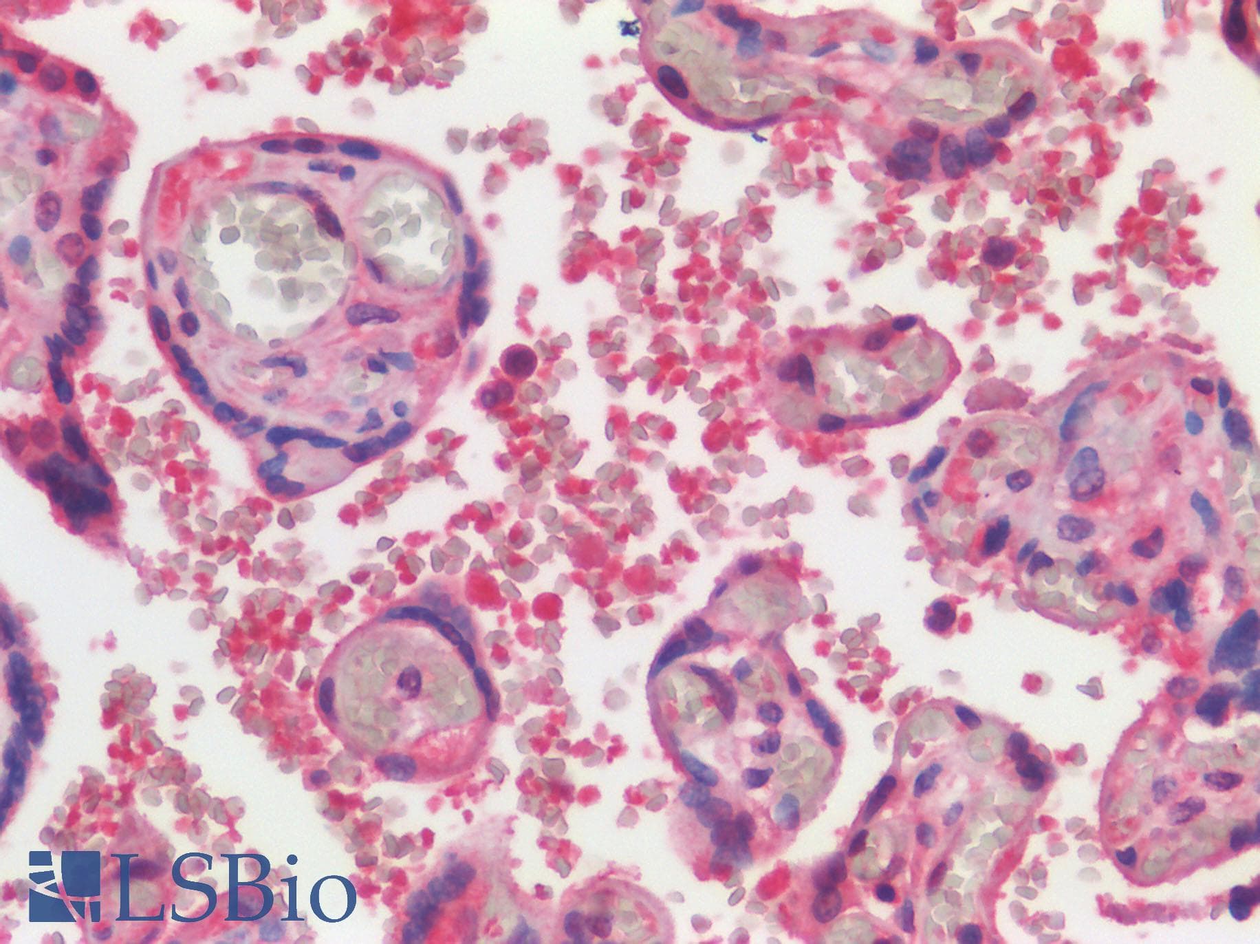 IHC-plus™ SLC40A1 / Ferroportin-1 Antibody (N-Terminus)