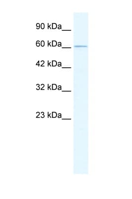 GABRD Antibody (N-Terminus)