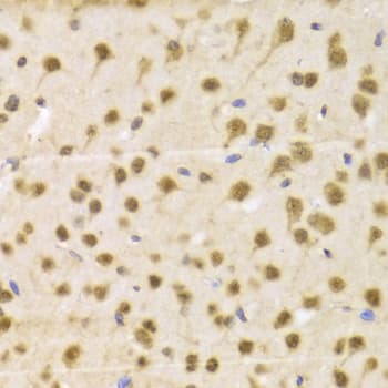 RBFOX3 / NEUN Antibody