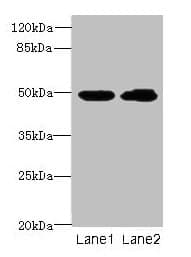 HNRNPH1 / hnRNP H Antibody (aa2-449)