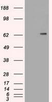 CD19 Antibody (clone OTI5F3)