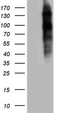 NCOA7 Antibody (clone OTI2F4)