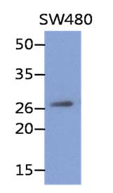 REXO2 Antibody (clone AT59D9)