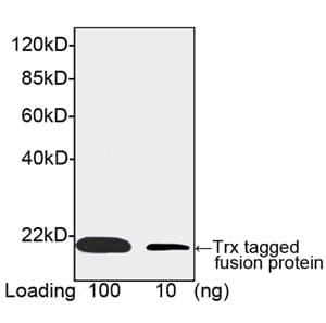 Thioredoxin / TRX Tag Antibody (clone 4C12H10)