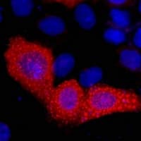 VSV-g Tag Antibody
