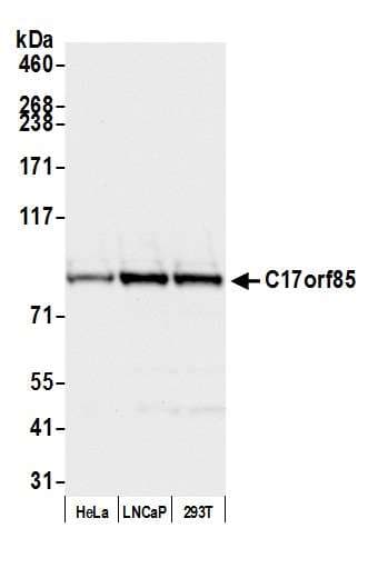 C17orf85 Antibody (aa25-75)