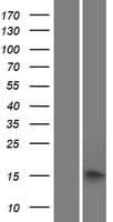 PRX / Periaxin Protein (Over-Expression Lysate Myc-DDK (Flag))