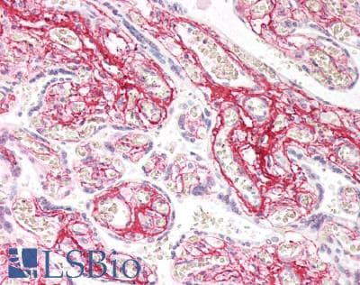 IHC-plus™ Collagen II Antibody (clone COLL-II)