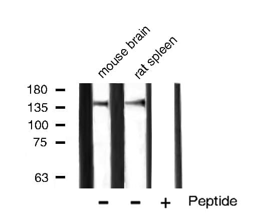 FLT1 / VEGFR1 Antibody