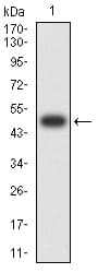ASF1B Antibody (clone 1A6G4)
