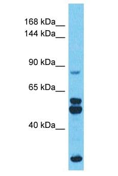 PMFBP1 Antibody (aa336-385)