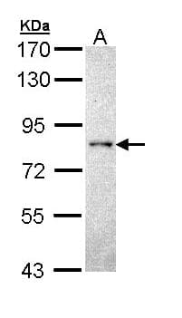 Polyclonal Rabbit anti-Human PTPRR Antibody (WB)