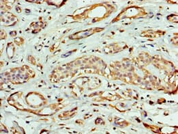 EXOG / ENDOGL1 Antibody (aa145-368)